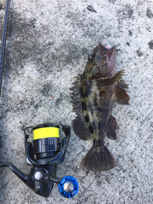 デイガシリング＆タチウオ