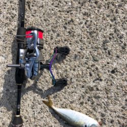 アジング メッキが釣りたかった