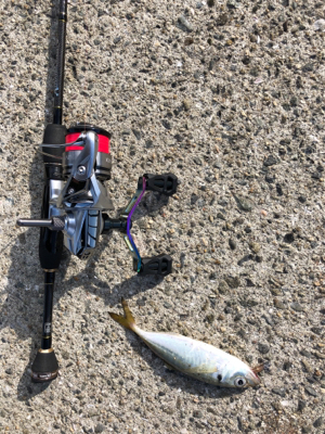 アジング   メッキが釣りたかった