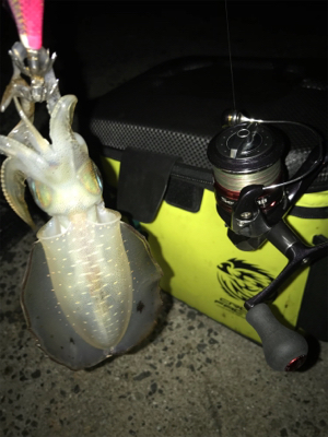 ムラムラチェリーでアオリイカGET (^.…