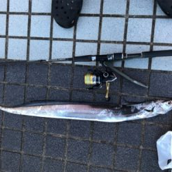 タチウオ朝夕2ラウンド