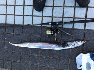 タチウオ朝夕2ラウンド