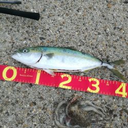 ギリハマチとジクに珍客