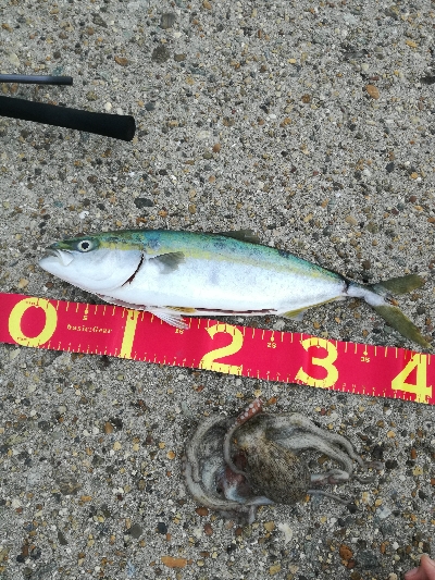 ギリハマチとジクに珍客