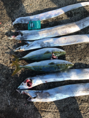 久しぶりの太刀魚