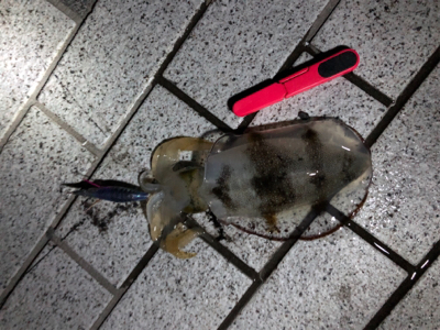 ランガンエギング