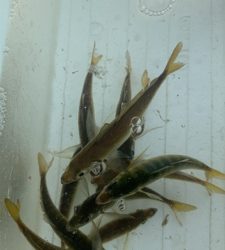 久しぶりのエサ釣り