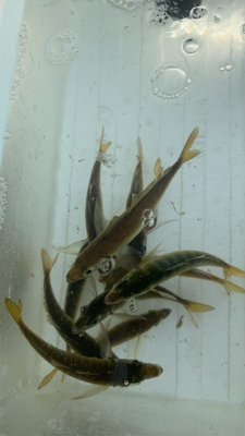 久しぶりのエサ釣り