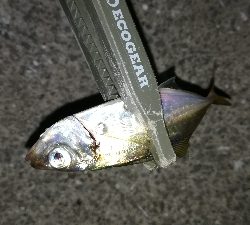 ナイトアジング