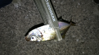 ナイトアジング