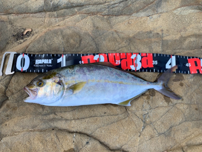 キロアップ含む3杯