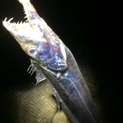 マリンピアでタチウオ