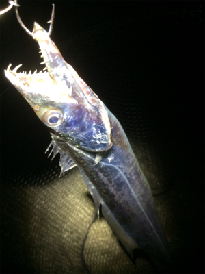 マリンピアでタチウオ