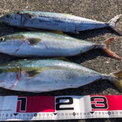 大潮の青物祭りを狙って♪