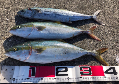 大潮の青物祭りを狙って♪