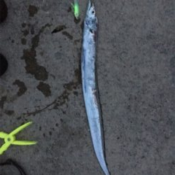 なんとか初タチウオ