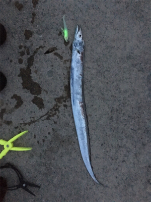 なんとか初タチウオ