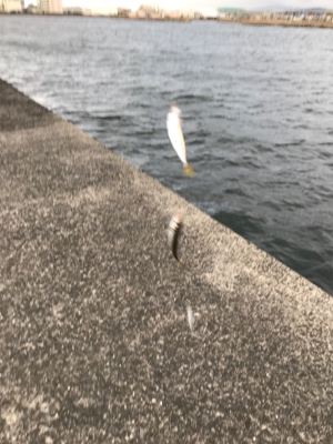 爆風ジグサビキ