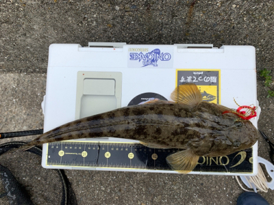 朝一ショアラバでマゴチ54センチ