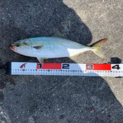 岸和田一文字でツバス