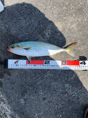 岸和田一文字でツバス