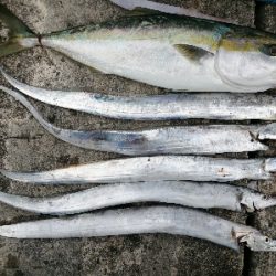 タチウオ、ハマチ、メジロ