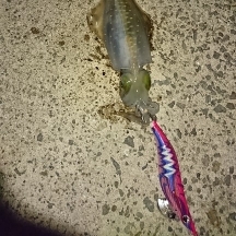エギング釣行その４４