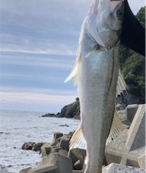 エギングからのショアジギ