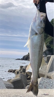 エギングからのショアジギ