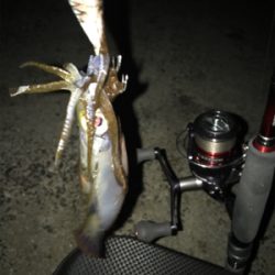 ケンサキとアオリGET (^^)