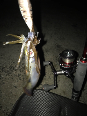 ケンサキとアオリGET (^^)