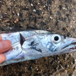 しぶーい中、出会い頭に1匹…