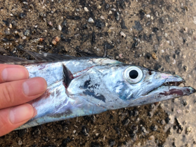 しぶーい中、出会い頭に1匹…