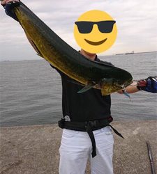 青物が渋い代わりにシイラとタチウオ!