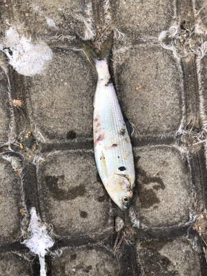 久しぶりのエサ釣り