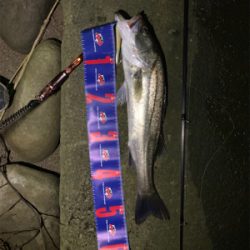 今月初シーバス