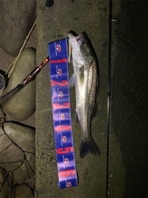 今月初シーバス