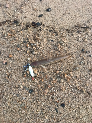 こんなもんです