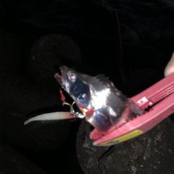 ホームでも釣れだした！