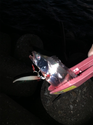 ホームでも釣れだした！