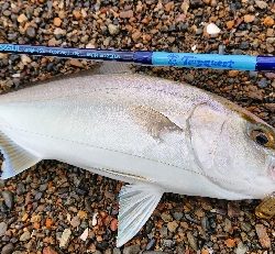 またまたシオが出た‼️