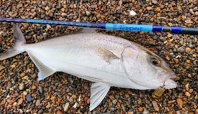 またまたシオが出た‼️