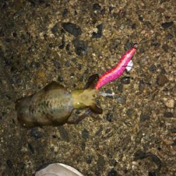 短時間エギング