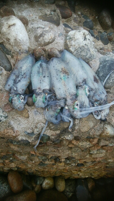 アオリイカ10杯！！