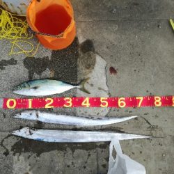 久しぶりにタチウオ