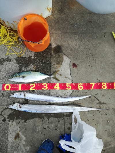 久しぶりにタチウオ