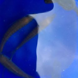 タチウオいい感じ