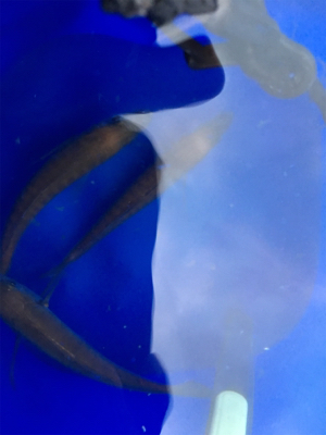 タチウオいい感じ