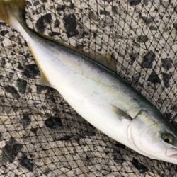 日の入前後に連続ヒット♪