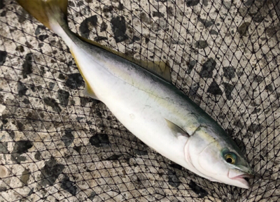 日の入前後に連続ヒット♪